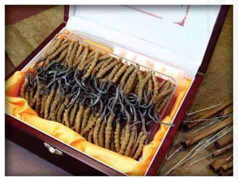 富锦冬虫夏草回收